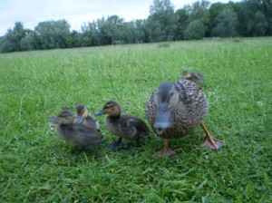 Mummy duck and her brood calling in for supper