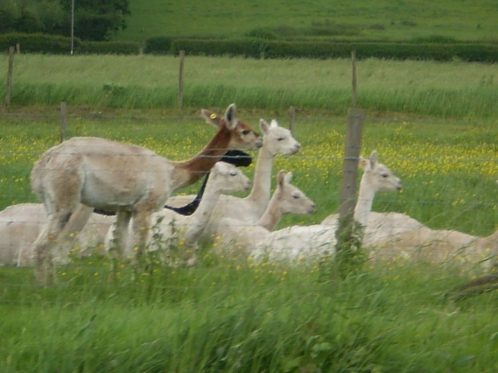 Flock of llamas/alpacas?